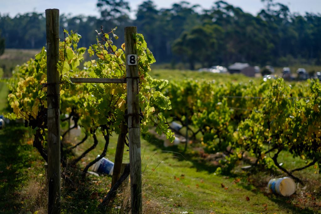 East Coast Tasmania Vineyards, North of edge of the bay